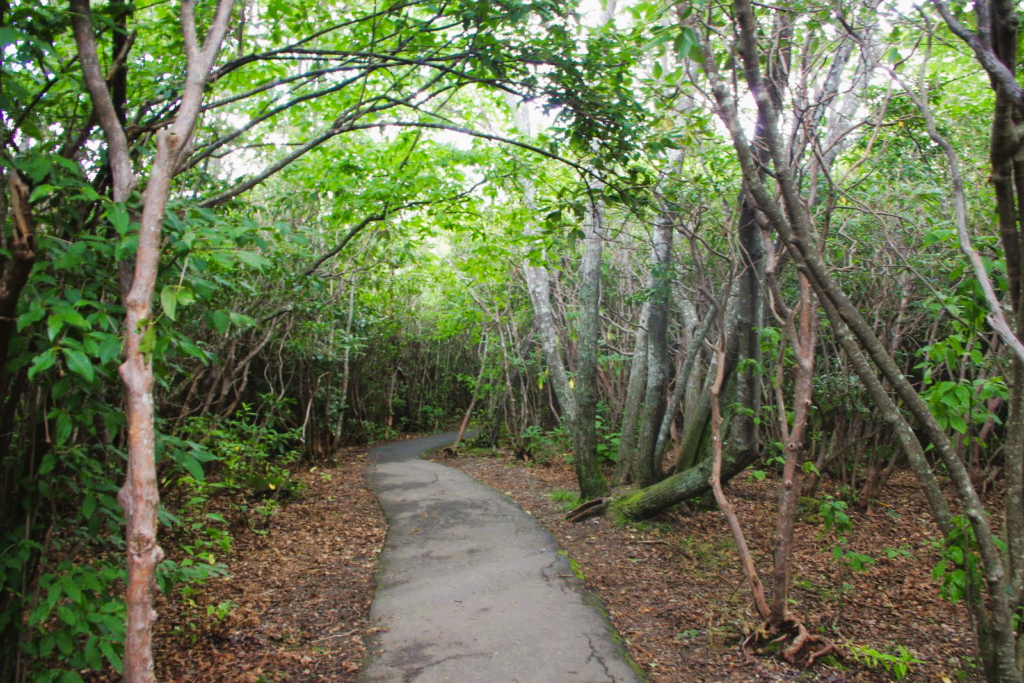 paved trail in the woods