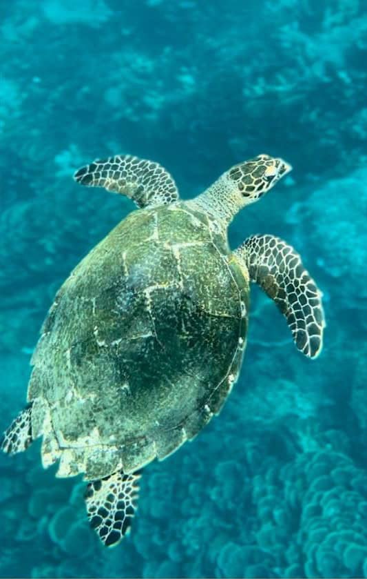 sea turtle in water