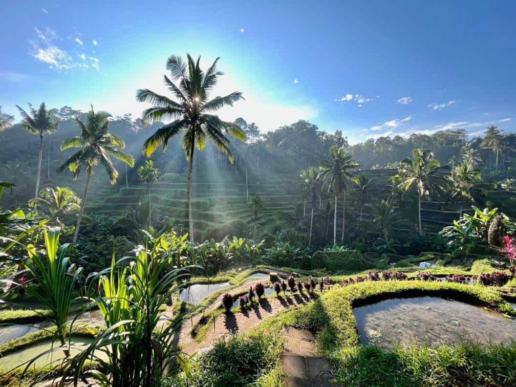 rice field in ubud