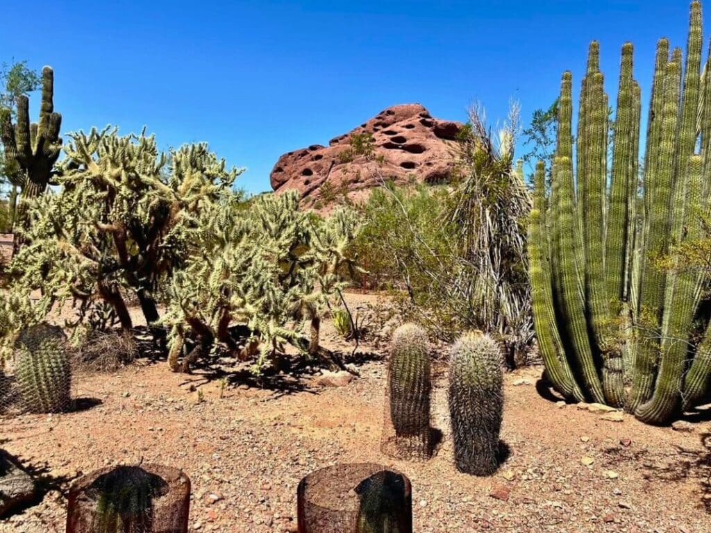 Phoenix desert landscape