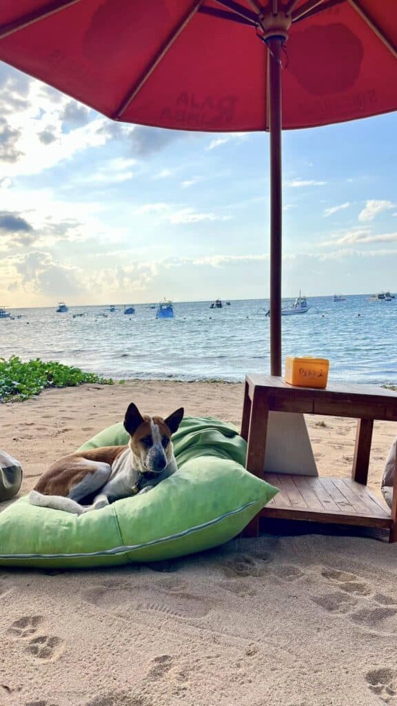 stray dog in bali
