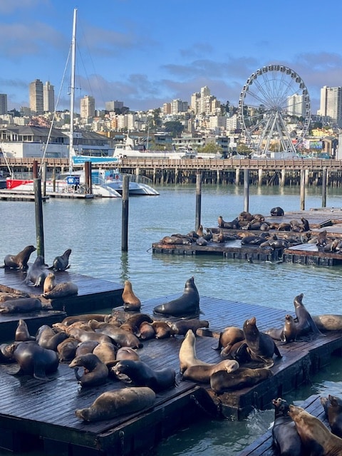 Seals at Pier 39