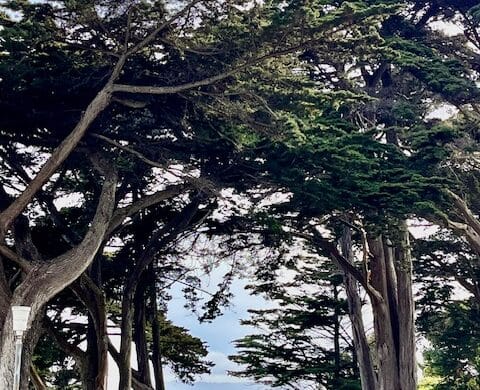 Trees on walking path