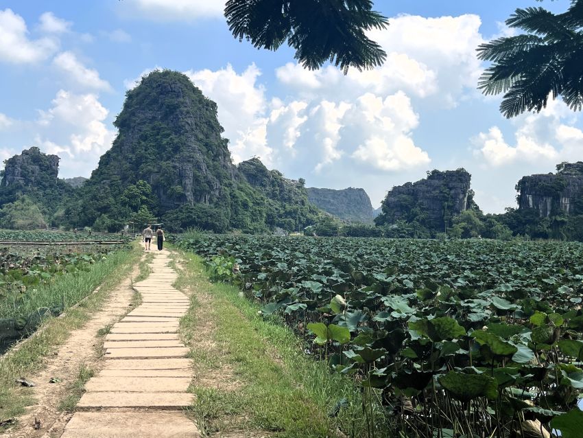 Lotus ponds at Mua Cave