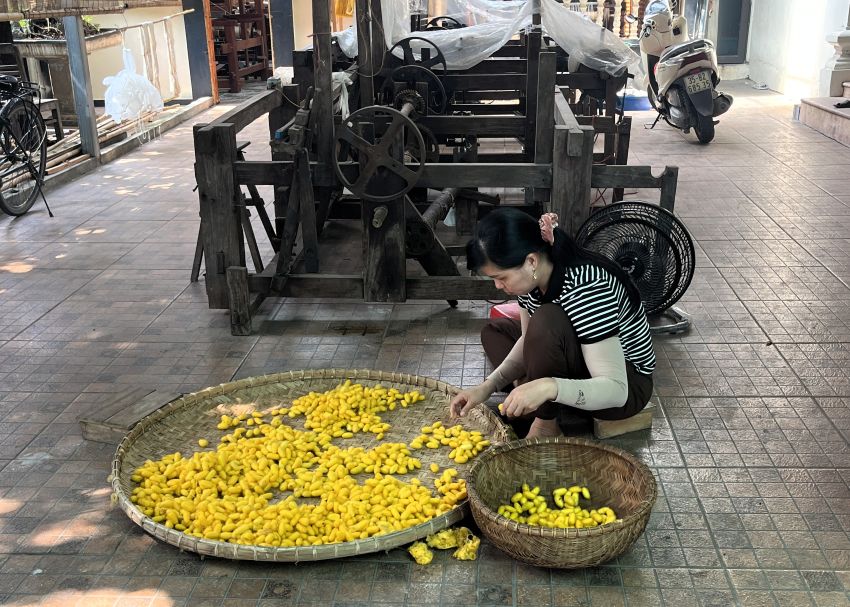 Worker sorting yellow cocoons in basket