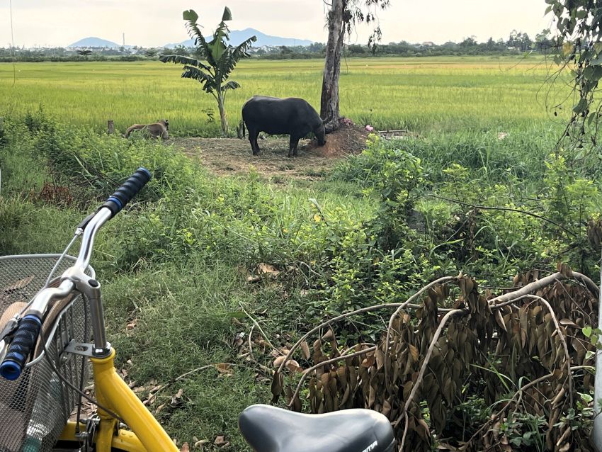 Water buffalo by bicycle in Hoi An